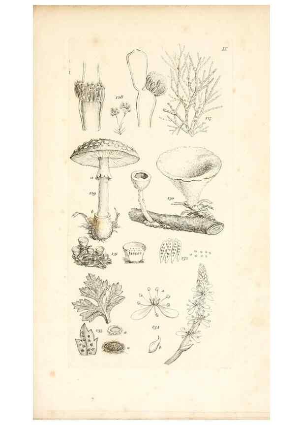 Reproducción/Reproduction 48792931042: A grammar of botany :. London :Longman, Ree, Orme, Brown, and Green,1826.. 