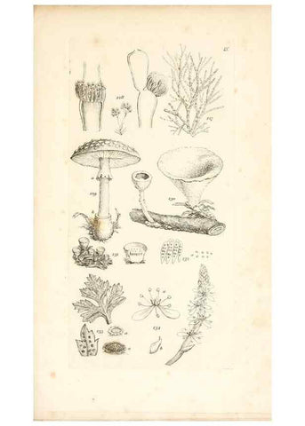 Reproducción/Reproduction 48792931042: A grammar of botany :. London :Longman, Ree, Orme, Brown, and Green,1826.. 