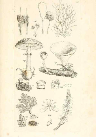 Reproducción/Reproduction 48792931042: A grammar of botany :. London :Longman, Ree, Orme, Brown, and Green,1826.. 