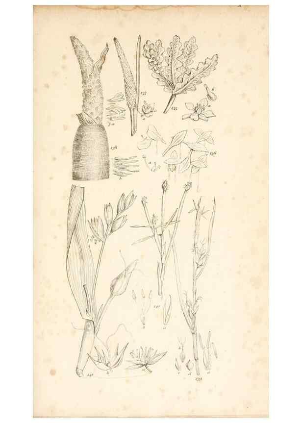 Reproducción/Reproduction 48792931317: A grammar of botany :. London :Longman, Ree, Orme, Brown, and Green,1826.. 