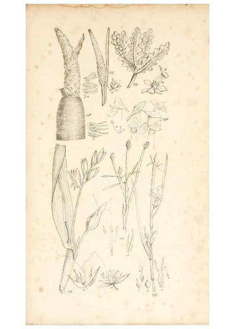 Reproducción/Reproduction 48792931317: A grammar of botany :. London :Longman, Ree, Orme, Brown, and Green,1826.. 