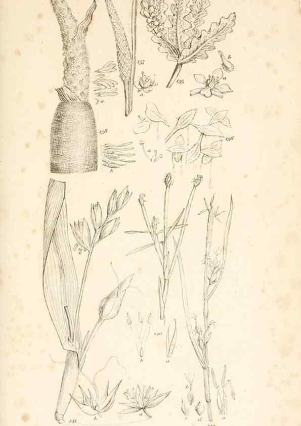 Reproducción/Reproduction 48792931317: A grammar of botany :. London :Longman, Ree, Orme, Brown, and Green,1826.. 