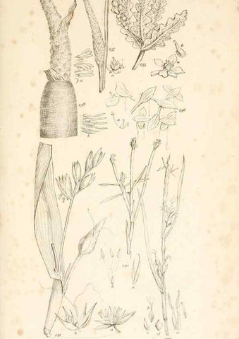 Reproducción/Reproduction 48792931317: A grammar of botany :. London :Longman, Ree, Orme, Brown, and Green,1826.. 