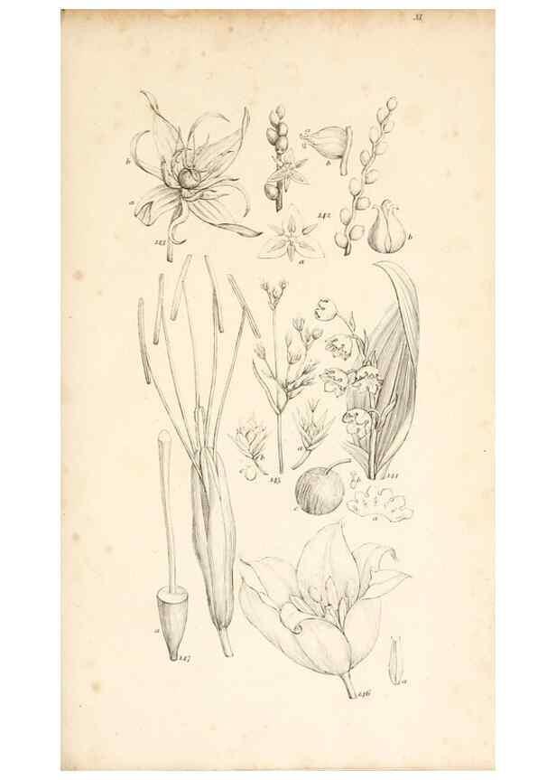 Reproducción/Reproduction 48792790591: A grammar of botany :. London :Longman, Ree, Orme, Brown, and Green,1826.. 