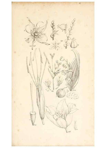 Reproducción/Reproduction 48792790591: A grammar of botany :. London :Longman, Ree, Orme, Brown, and Green,1826.. 