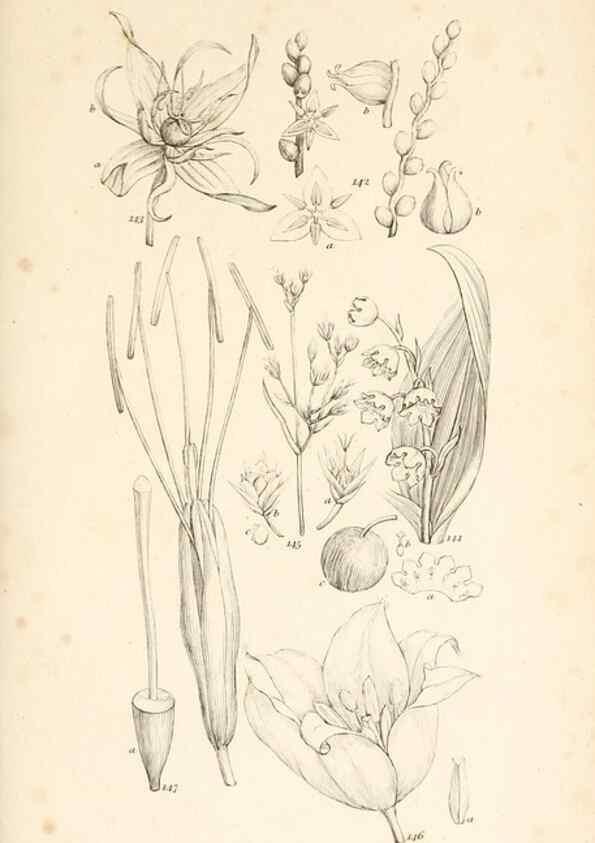 Reproducción/Reproduction 48792790591: A grammar of botany :. London :Longman, Ree, Orme, Brown, and Green,1826.. 