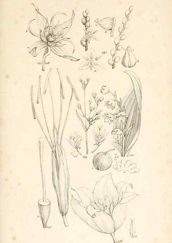 Reproducción/Reproduction 48792790591: A grammar of botany :. London :Longman, Ree, Orme, Brown, and Green,1826.. 