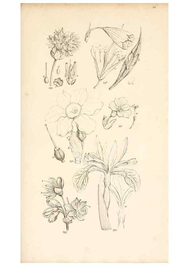 Reproducción/Reproduction 48792790986: A grammar of botany :. London :Longman, Ree, Orme, Brown, and Green,1826.. 