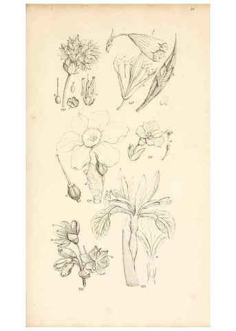 Reproducción/Reproduction 48792790986: A grammar of botany :. London :Longman, Ree, Orme, Brown, and Green,1826.. 