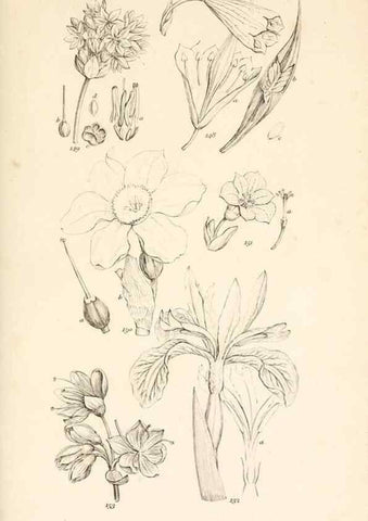 Reproducción/Reproduction 48792790986: A grammar of botany :. London :Longman, Ree, Orme, Brown, and Green,1826.. 