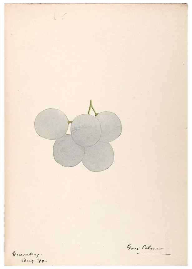 Reproducción/Reproduction 48792867412: [Water-color sketches of plants of North America and Europe]. . 