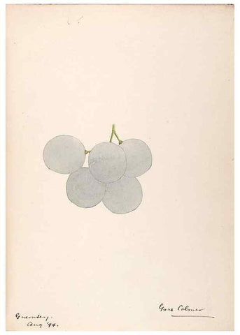 Reproducción/Reproduction 48792867412: [Water-color sketches of plants of North America and Europe]. . 