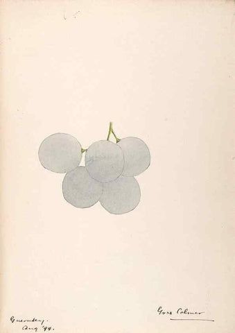 Reproducción/Reproduction 48792867412: [Water-color sketches of plants of North America and Europe]. . 