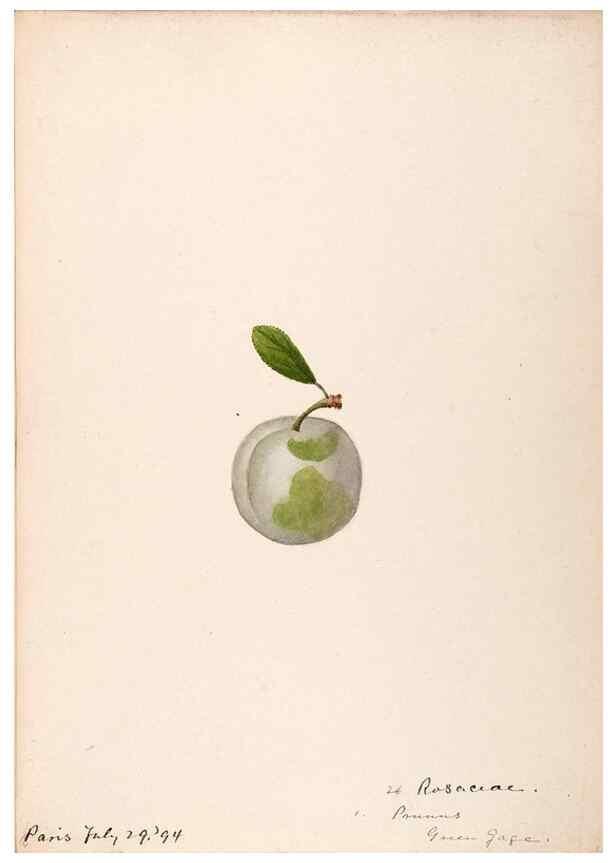 Reproducción/Reproduction 48792867242: [Water-color sketches of plants of North America and Europe]. . 