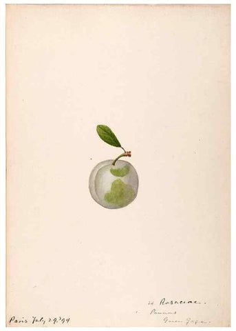 Reproducción/Reproduction 48792867242: [Water-color sketches of plants of North America and Europe]. . 