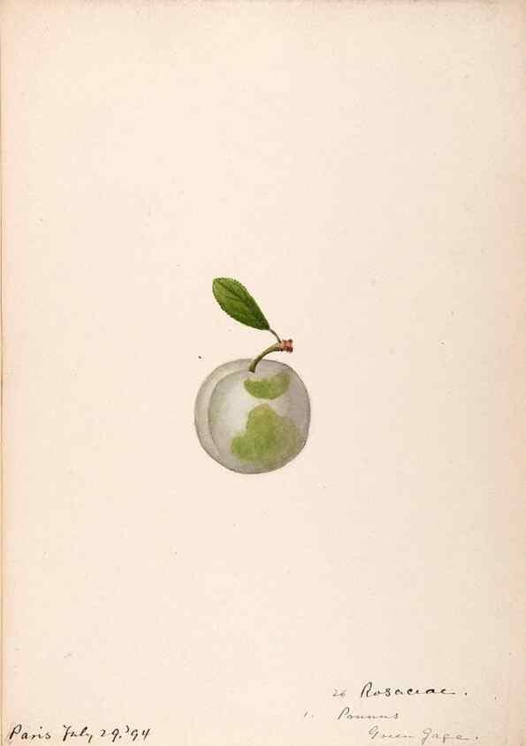 Reproducción/Reproduction 48792867242: [Water-color sketches of plants of North America and Europe]. . 