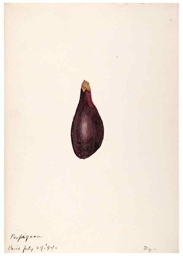 Reproducción/Reproduction 48792358613: [Water-color sketches of plants of North America and Europe]. . 