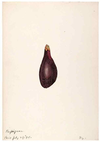 Reproducción/Reproduction 48792358613: [Water-color sketches of plants of North America and Europe]. . 