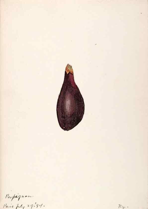 Reproducción/Reproduction 48792358613: [Water-color sketches of plants of North America and Europe]. . 