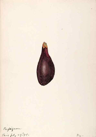 Reproducción/Reproduction 48792358613: [Water-color sketches of plants of North America and Europe]. . 