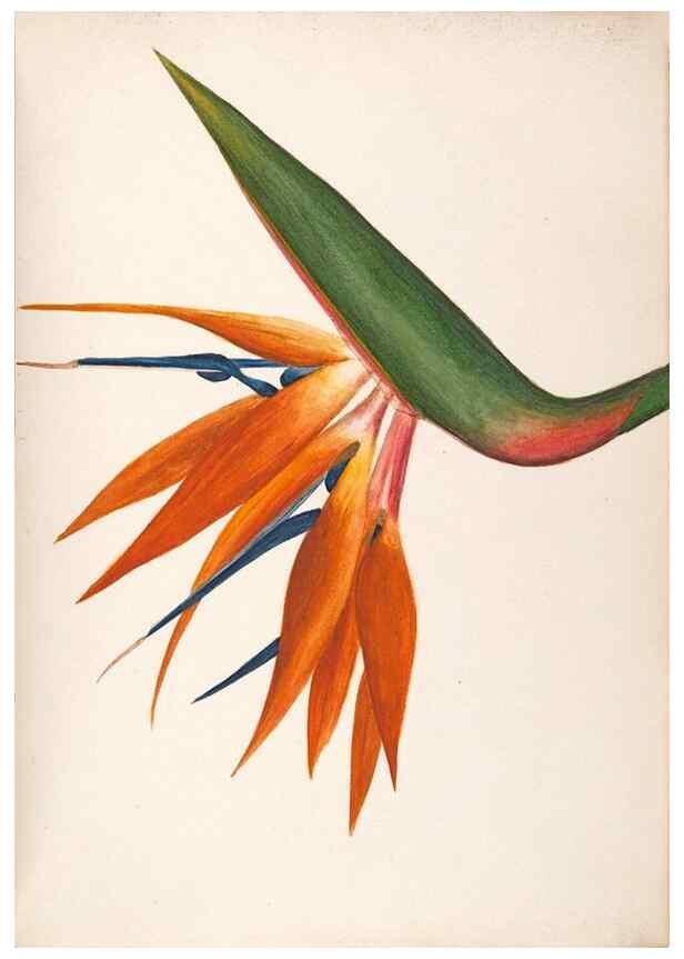 Reproducción/Reproduction 48792358458: [Water-color sketches of plants of North America and Europe]. . 