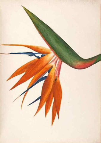Reproducción/Reproduction 48792358458: [Water-color sketches of plants of North America and Europe]. . 