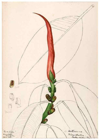 Reproducción/Reproduction 48792722221: [Water-color sketches of plants of North America and Europe]. . 