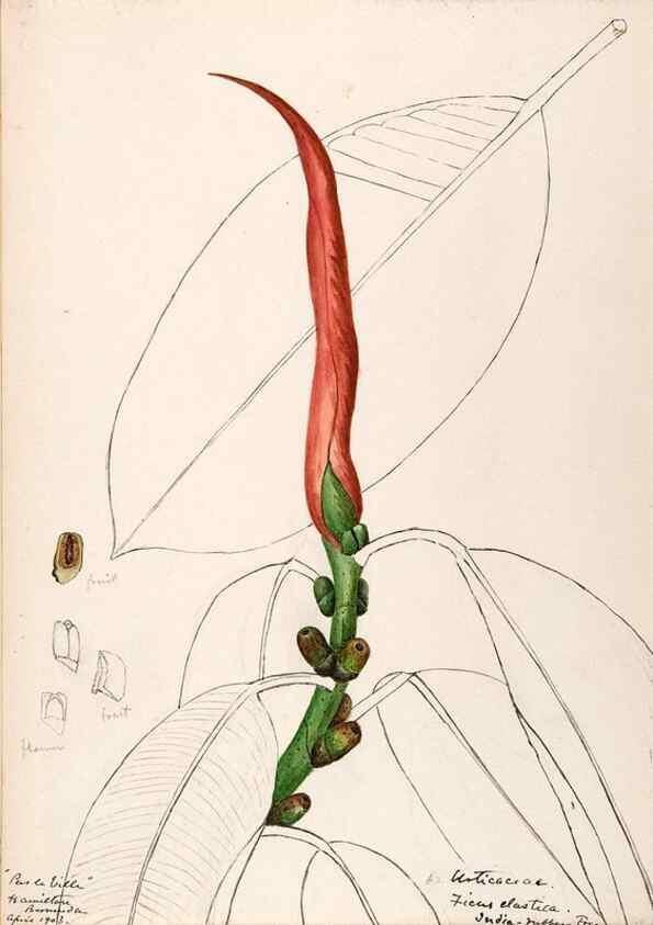 Reproducción/Reproduction 48792722221: [Water-color sketches of plants of North America and Europe]. . 