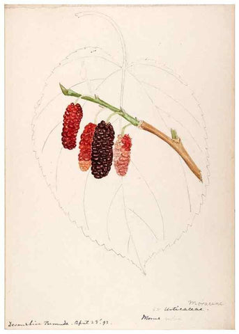 Reproducción/Reproduction 48792355378: [Water-color sketches of plants of North America and Europe]. . 