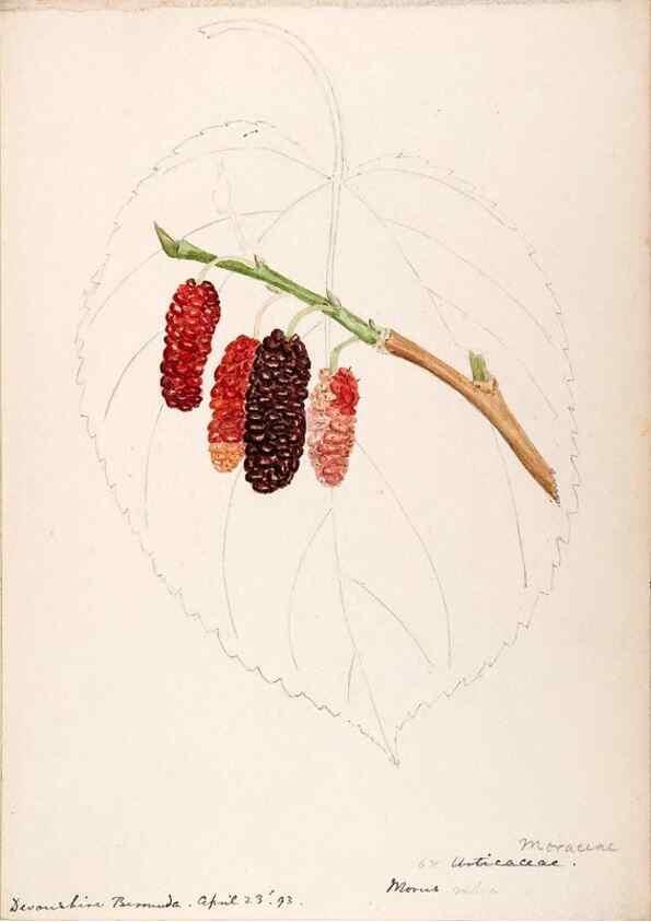 Reproducción/Reproduction 48792355378: [Water-color sketches of plants of North America and Europe]. . 