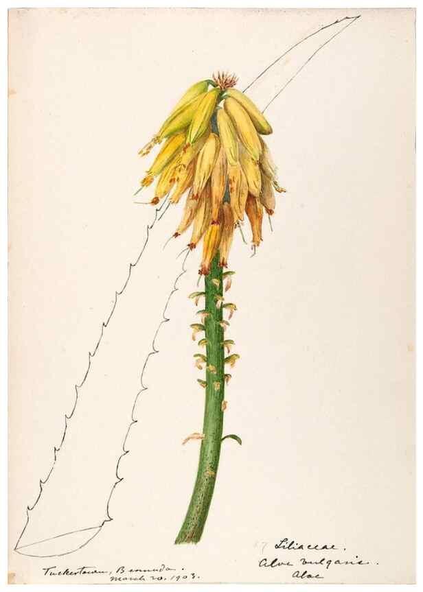 Reproducción/Reproduction 48792355558: [Water-color sketches of plants of North America and Europe]. . 