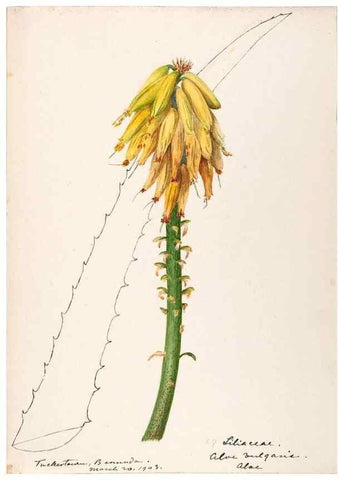 Reproducción/Reproduction 48792355558: [Water-color sketches of plants of North America and Europe]. . 