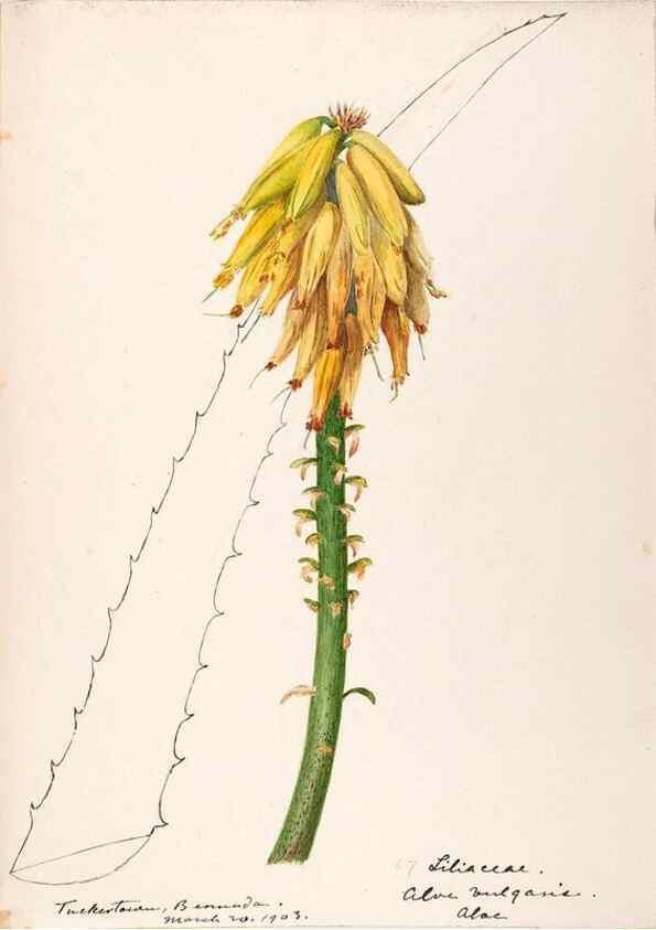 Reproducción/Reproduction 48792355558: [Water-color sketches of plants of North America and Europe]. . 