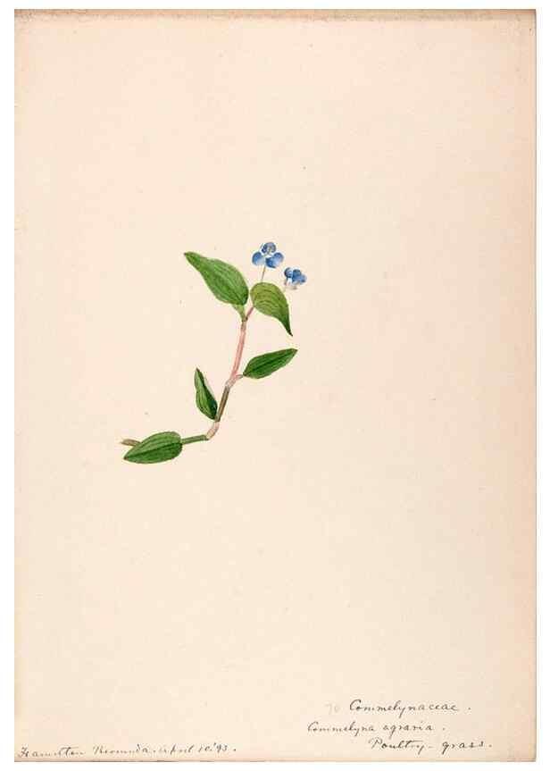 Reproducción/Reproduction 48792722811: [Water-color sketches of plants of North America and Europe]. . 