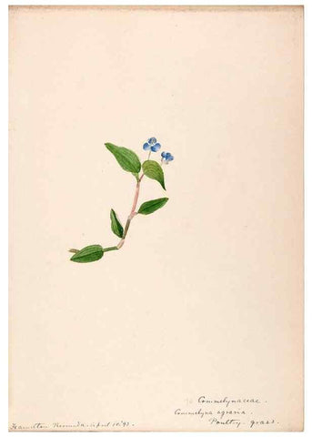 Reproducción/Reproduction 48792722811: [Water-color sketches of plants of North America and Europe]. . 