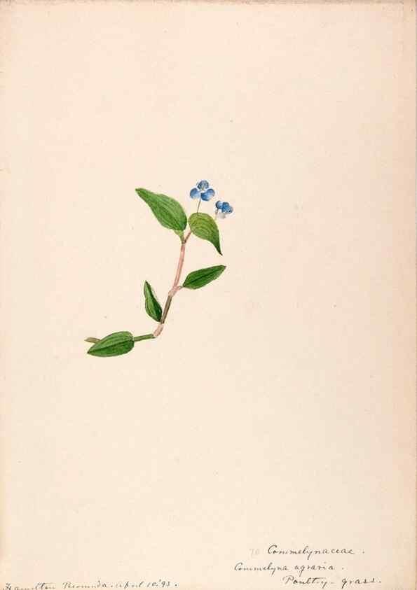 Reproducción/Reproduction 48792722811: [Water-color sketches of plants of North America and Europe]. . 