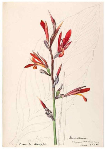 Reproducción/Reproduction 48792864462: [Water-color sketches of plants of North America and Europe]. . 