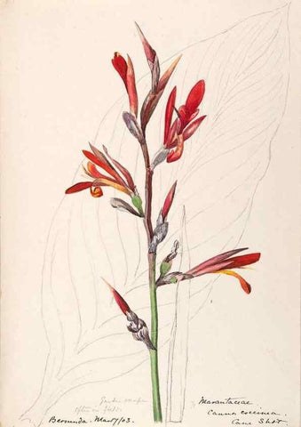 Reproducción/Reproduction 48792864462: [Water-color sketches of plants of North America and Europe]. . 