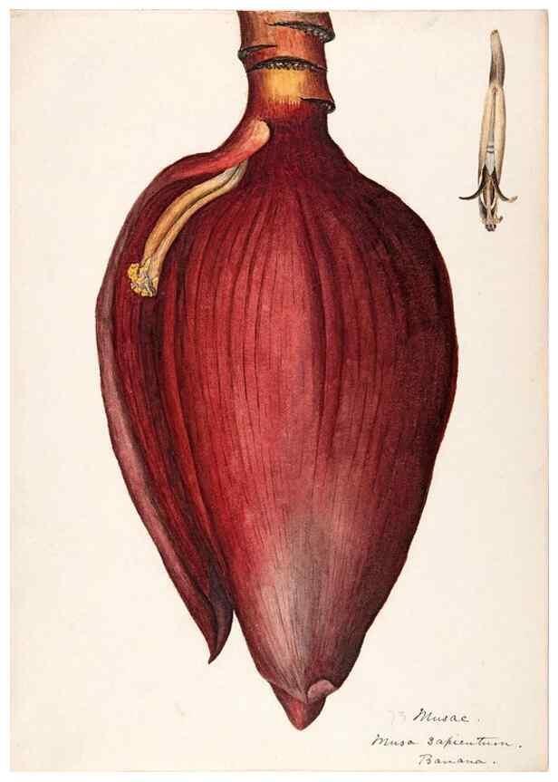 Reproducción/Reproduction 48792864677: [Water-color sketches of plants of North America and Europe]. . 