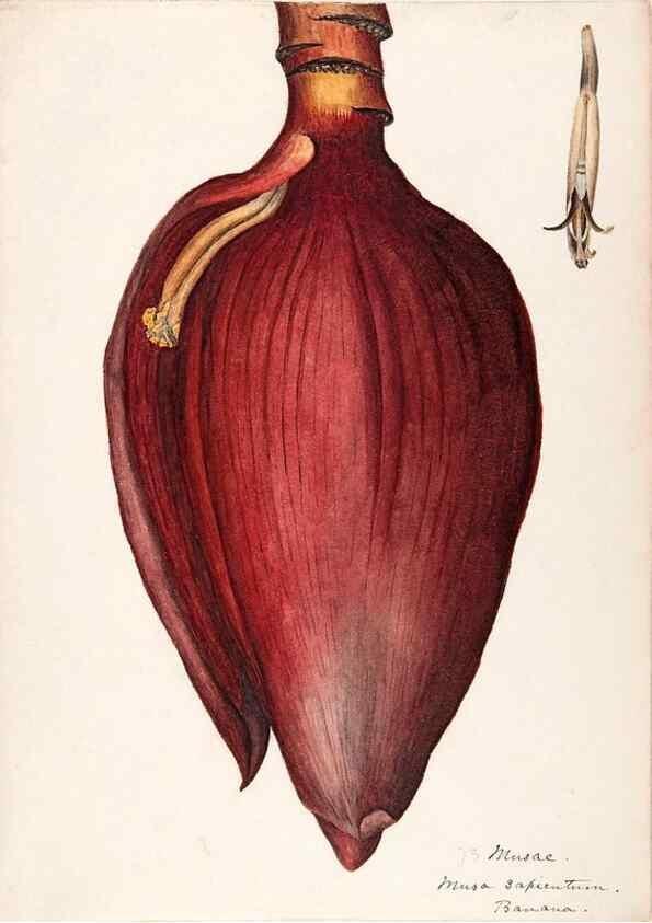 Reproducción/Reproduction 48792864677: [Water-color sketches of plants of North America and Europe]. . 