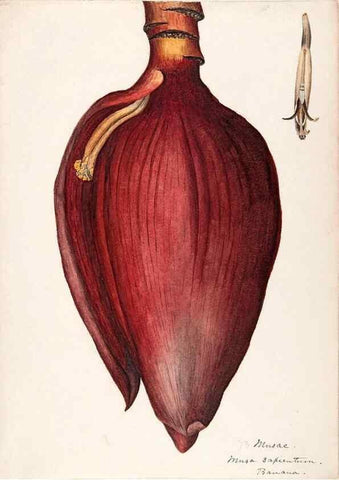 Reproducción/Reproduction 48792864677: [Water-color sketches of plants of North America and Europe]. . 