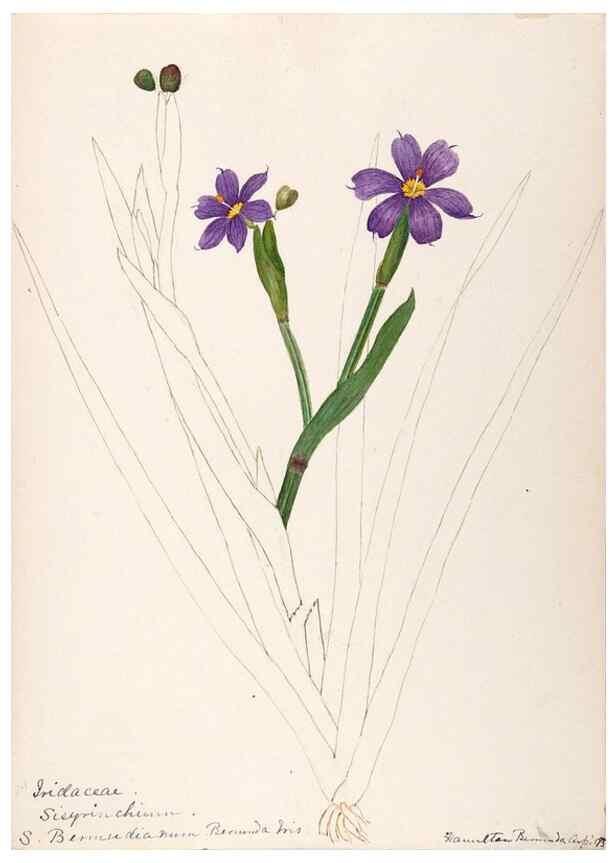 Reproducción/Reproduction 48792723496: [Water-color sketches of plants of North America and Europe]. . 