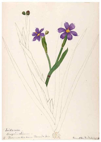 Reproducción/Reproduction 48792723496: [Water-color sketches of plants of North America and Europe]. . 