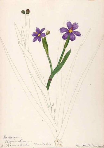 Reproducción/Reproduction 48792723496: [Water-color sketches of plants of North America and Europe]. . 