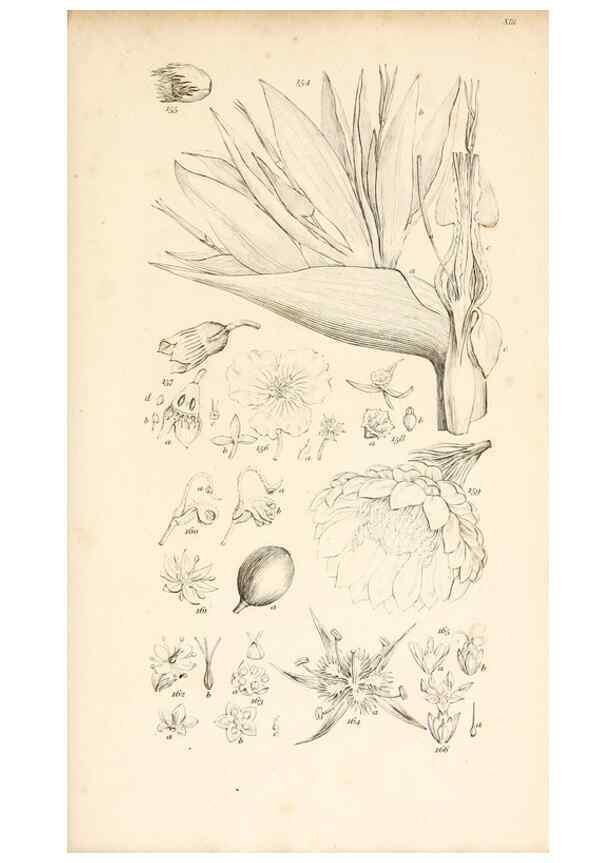 Reproducción/Reproduction 48792424458: A grammar of botany :. London :Longman, Ree, Orme, Brown, and Green,1826.. 