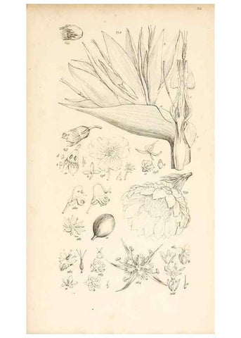 Reproducción/Reproduction 48792424458: A grammar of botany :. London :Longman, Ree, Orme, Brown, and Green,1826.. 