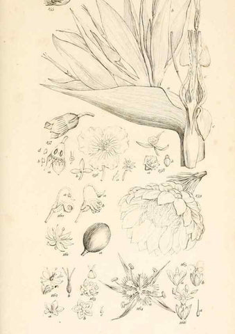 Reproducción/Reproduction 48792424458: A grammar of botany :. London :Longman, Ree, Orme, Brown, and Green,1826.. 