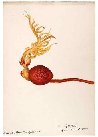 Reproducción/Reproduction 48792723696: [Water-color sketches of plants of North America and Europe]. . 