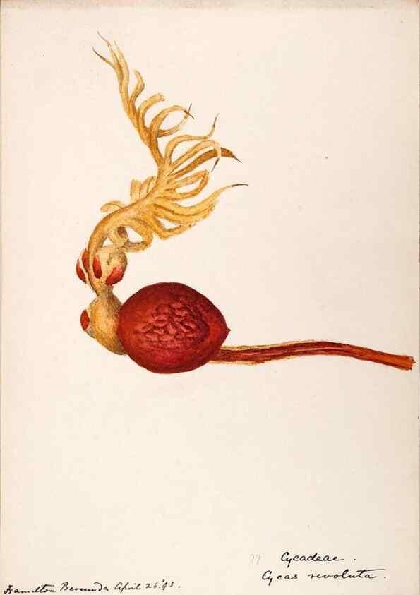 Reproducción/Reproduction 48792723696: [Water-color sketches of plants of North America and Europe]. . 