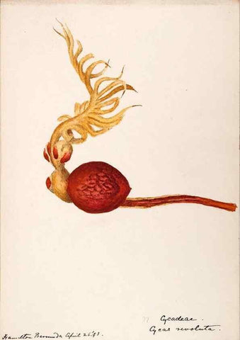 Reproducción/Reproduction 48792723696: [Water-color sketches of plants of North America and Europe]. . 